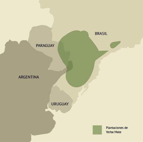 Plantaciones de ilex paraguariensis